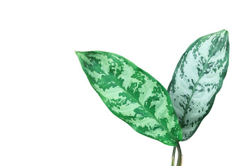 Green variegated leaves pattern of Chinese evergreen plant (Aglaonema) the tropical foliage popular houseplant isolated on white background, clipping path included.