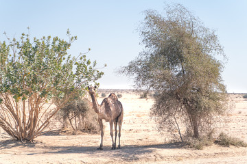 Young camel in indian desert