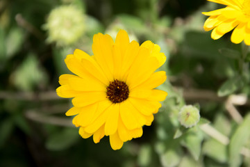 Yellow flower Calendula Officinalis