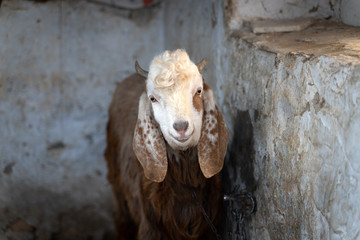 The cute indian goat or sheep