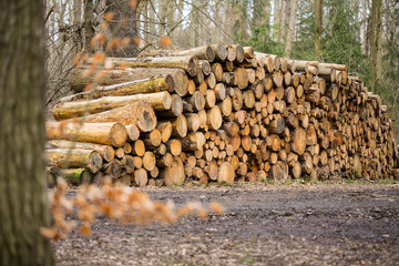 Log just cut from trees to transport for commercial use