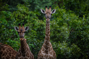 Giraffenhälse