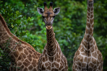 Fototapeta premium Giraffenhälse