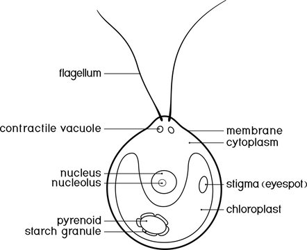 Coloring page with structure of Chlamydomonas cell with titles