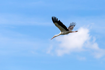 Flying stork on a background of blue sky.
