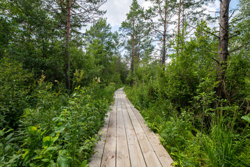 Obraz premium Wooden path in the forest.