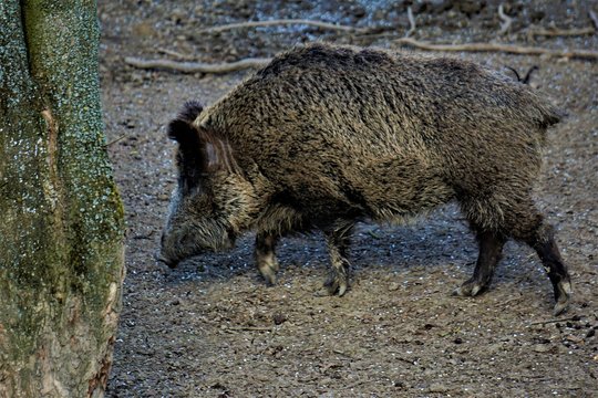 Wild boar looking for food in the forest