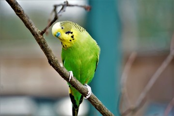 Budgie sitting on a branch crooking head