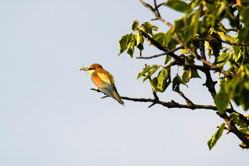 European bee-eater. Merops apiaster