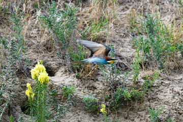 European bee-eater. Merops apiaster