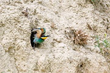 European bee-eater. Merops apiaster