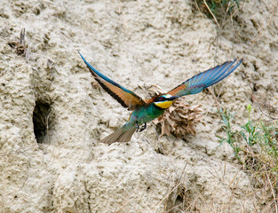 Fototapeta na wymiar European bee-eater. Merops apiaster