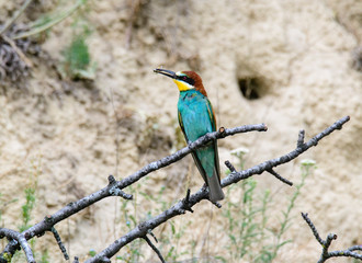 European bee-eater. Merops apiaster