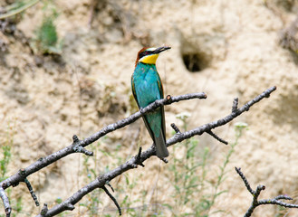European bee-eater. Merops apiaster
