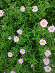 Obraz premium Flowers Aster Amellus real backround, summer autumn blooming garden