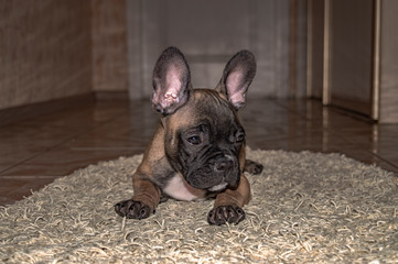 Sad Puppy French Bulldog on carpet close-up