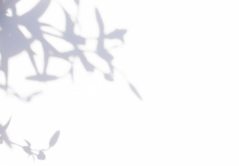 Leaf shadow cosmetic background. Product presentation with shadow of leaf. Minimal organic shape, fashion magazine advertising back. Natural organic overlay. Black and white design concept.