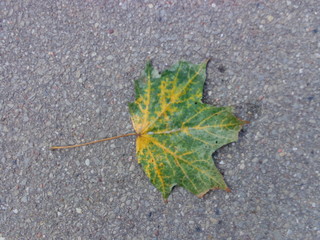 Leaf