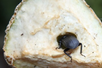 Balkenschröter in einer Melone