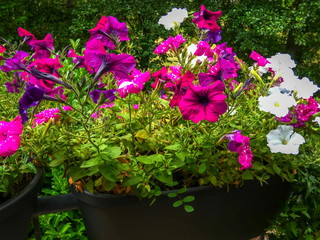 Petunien im Blumenkasten