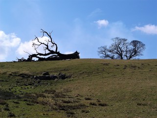 Fallen tree on brow of hill
