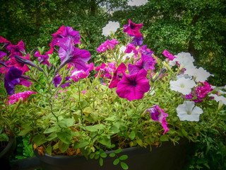 Petunien im Blumenkasten