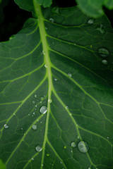 Green cabbage leaf outdoors with raindrops in close up view
