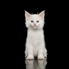 Little White Maine Coon Kitten with huge chin Sitting on Isolated Black Background, front view