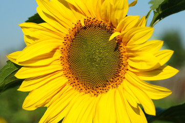 Beautiful yellow flower of a sunflower close up.