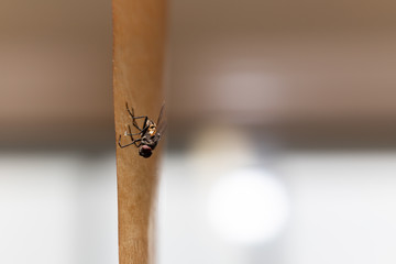 Fly caught in a special adhesive tape for catching flying insects.