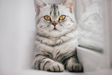 A Scottish or British cat with a marbled black and white color is resting on a white windowsill on a bright sunny day.