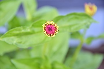 Beautiful red flower bud with selective focus and blurred green foliage, top view. New life opening flowers buds with green leaves. Beautiful floral background. Summer time. Seasonal blooming 