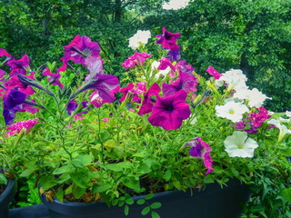 Petunien im Blumenkasten