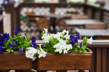 Terrace cafe decorates with a white flowers, close up