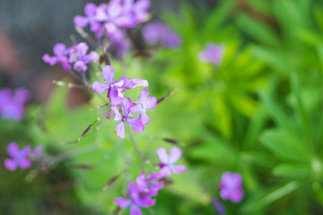 Fototapeta na wymiar Hesperis matronalis blooming background purple and green