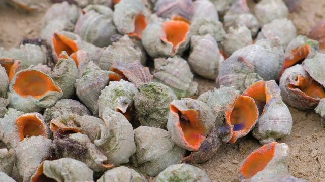 Sea shells of rapan on sand beach after sea storm.