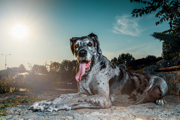 Great Dane Enjoy Outdoor in Summer Time