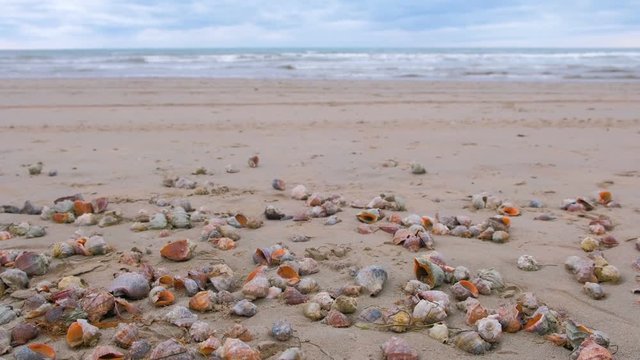 Sea shells of rapan on sand beach after sea storm.