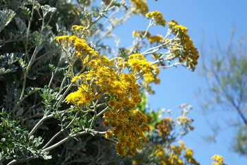 France. Yellow flowers in springtime at Biarritz