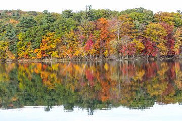 Beautiful maple forest by the lake, Saint-Bruno, Quebec, Canada