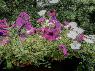 Petunien im Blumenkasten