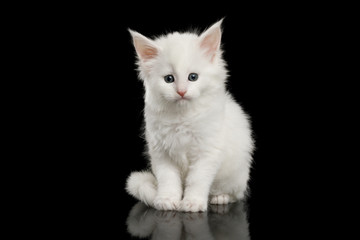 Little White Maine Coon Kitten Sitting and Looks Scared on Isolated Black Background