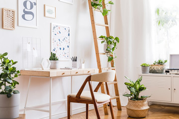 Design scandinavian interior of home office space with stylish chairs, wooden desk, shelf, a lot of plants, elegant accessories and mock up posters gallery wall. Stylish home decor. Template.