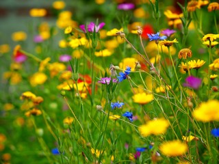 field of wild flowers