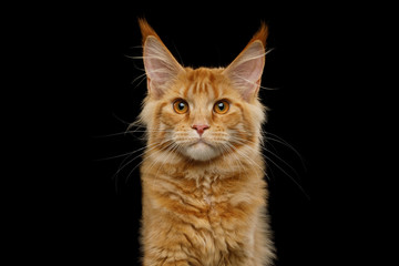 Search photos maine coon cats