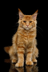 Angry Red Maine Coon Cat Sitting and Gazing Isolated on Black Background, front view