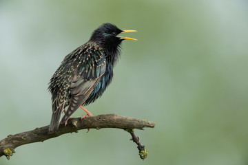Common starling sitting on a branch