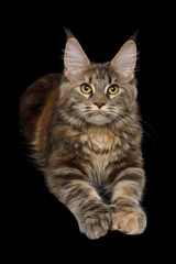 Polydactyl Tabby Maine Coon Cat Lying down and Raising paws on Isolated Black Background