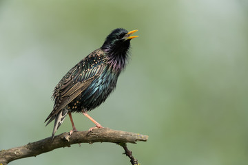 Common starling sitting on a branch