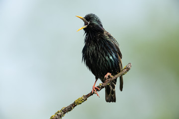 Common starling sitting on a branch